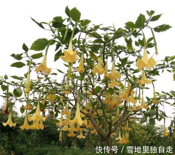 毒性是最大■曼陀罗开花很美,整株有“剧毒”,花瓣不要摘!当场毁掉最好!