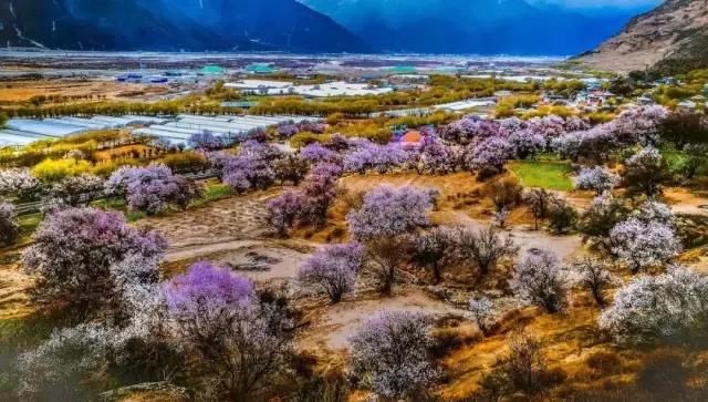 全国最大桃花基地！万亩花开成海，还不要门票！