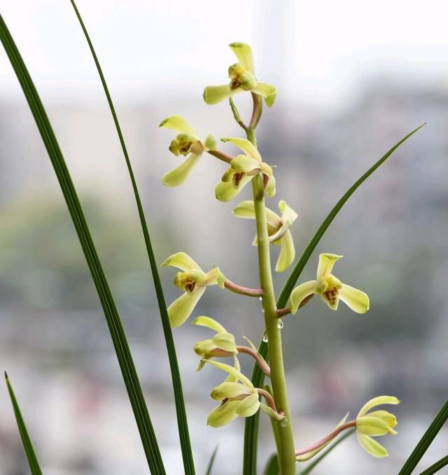  『兰花的浇水』兰花上盆几天浇一次水好？兰花浇水不是按天数，水过地皮湿是精髓