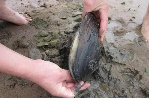  [难求]20斤才出1斤肉，抽干水塘一捡几百斤，以前没人吃，现在一斤难求