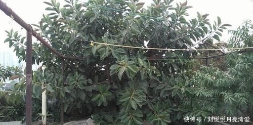  【道路】丢了一棵橡皮树，3年长疯了，横竖8米宽，霸占了道路惹人怨