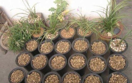  花生壳■养花盆土常常板结，埋下“4个小玩意”，变得松软，养花更旺了