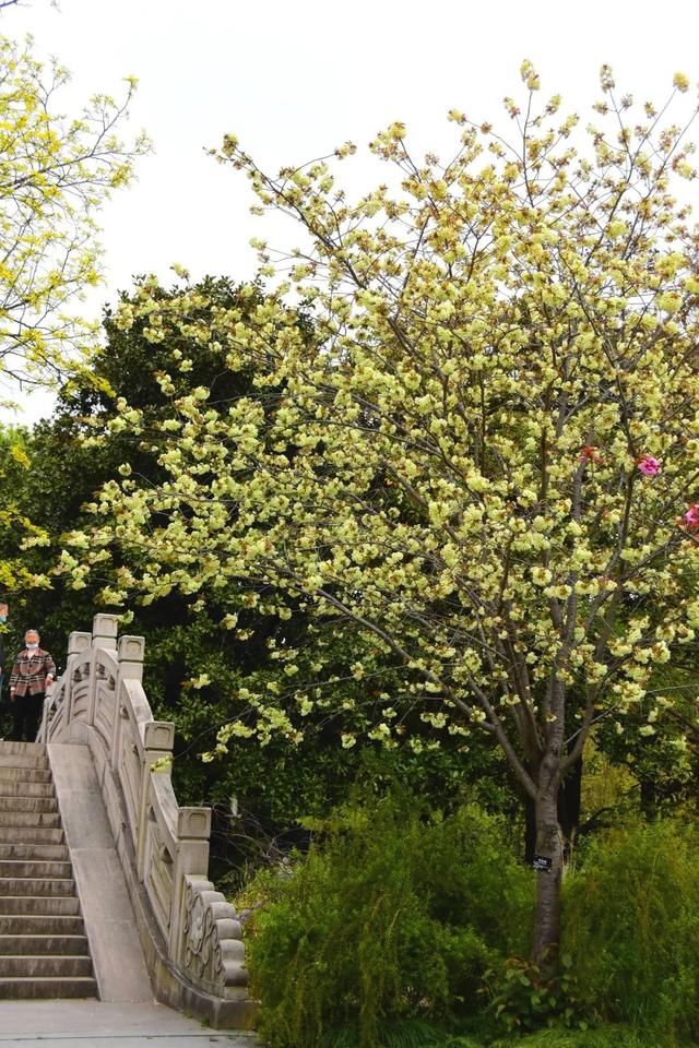 麻叶绣线:春花含情付春光,蔷薇园里漫芬芳