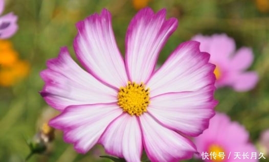  『波斯菊』春天在家养花，就选这几款小花，好养易爆盆，花期一到开成花海