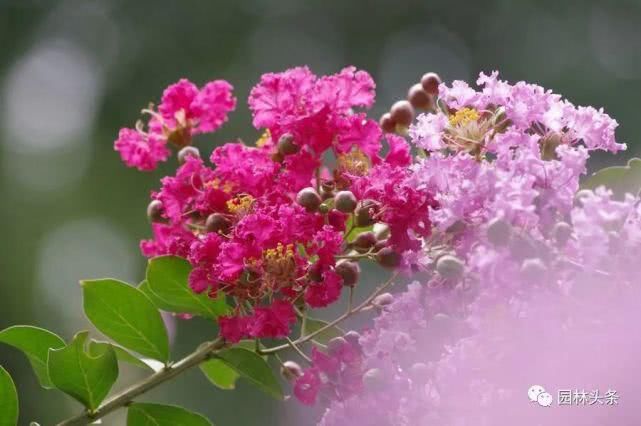  【棕榈科伞形】558种 · 园林植物配置大全