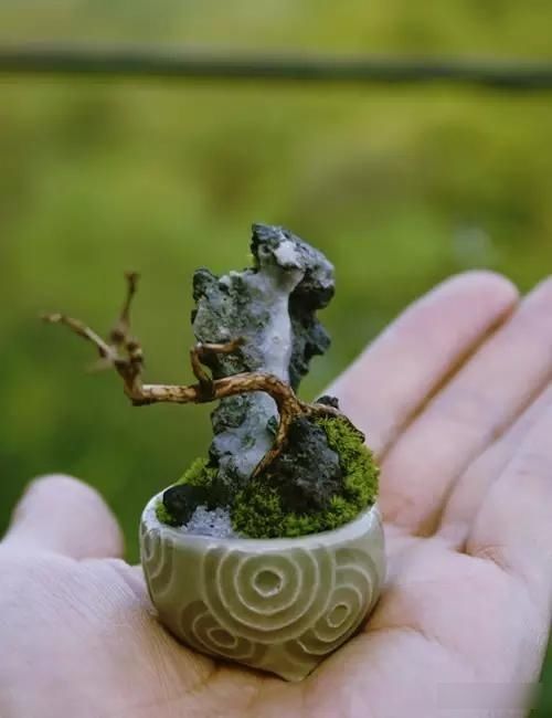  「极豆」治愈系的极豆盆栽