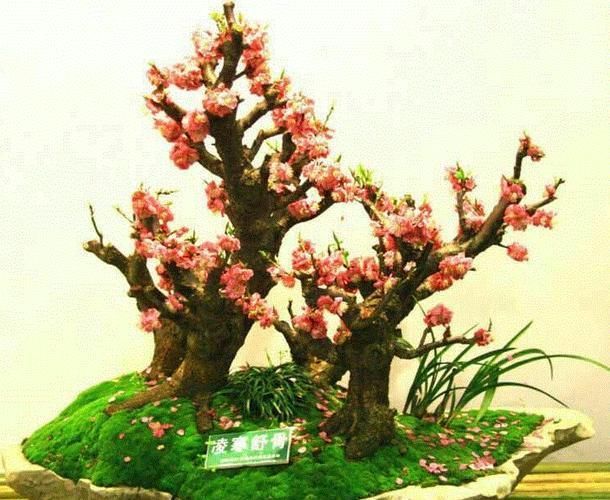  「牡丹」梅花和牡丹哪个更适合做国花？