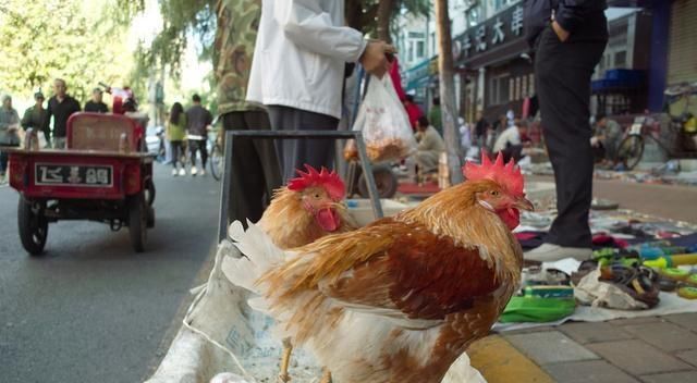  「成交价1」屠宰场都在抢杀肉食鸡，蛋鸡养殖户不要过来凑热闹