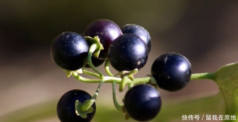  「沙棘果」农村渐渐消失的7大野果，越来越稀罕、难得，有的已经