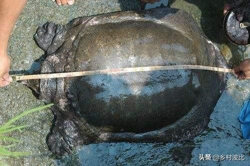 泗洪市民捕获26.6斤野生甲鱼，没人收购将放生, 你怎么看？