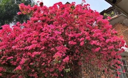 【能开成】能开花的3种“爬藤花”,6个月就能开成花墙,种好1株,惊艳春天