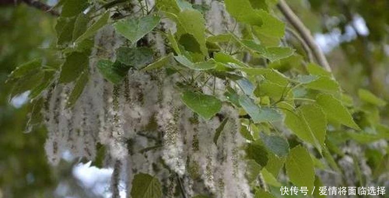 用来■北方曾大量种植,近年却不断被砍伐,如今有人摘花当美味