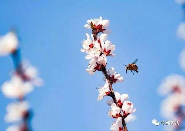  「襄城」不看襄城的桃花，怎么知道春深几许？