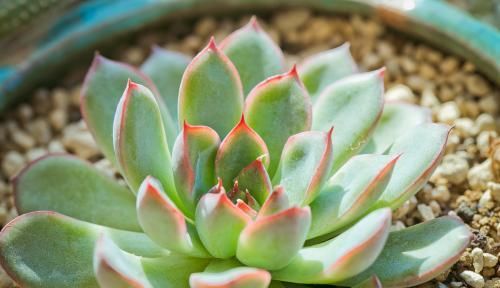  「植物」谁说多肉植物普通？1个方法，分分钟美的像朵花！