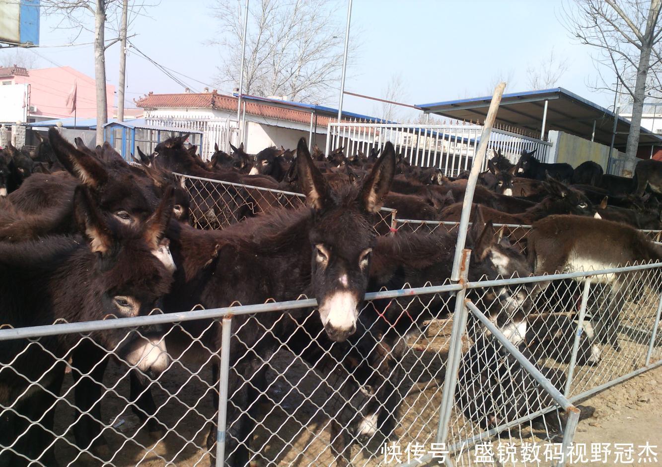  时间■巴基斯坦为中国养驴，驴皮价16年暴涨150倍，中国驴却受到