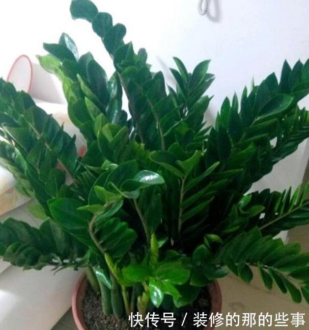  「家里」3种花“旺运又招财”，养家里鸿运当头、吉星高照，日子越过越好