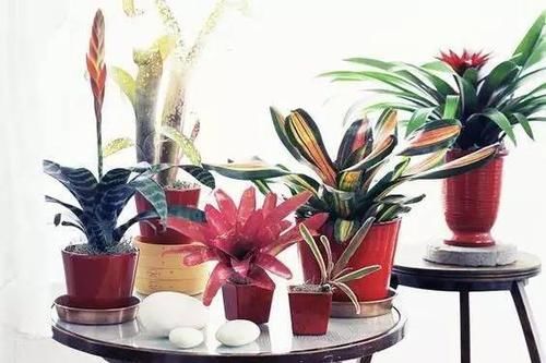  「就要」22种室内极难养死的植物，绿植就要选这些