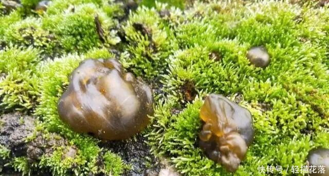 下雨后才有的野菜，农民称它“神菜”“天菜”，第一眼像“鼻涕”