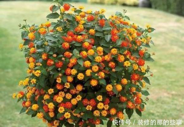  适合■不适合室内养的3种花草，没有条件的花，不要入手，相当于白花钱