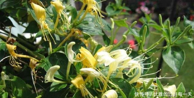 一斤售价高达100元，亩产五百斤，农民能信这样的创业项目吗