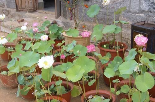  「种植」花卉种植技术：盆栽水培荷花花期养护方法和注意事项！