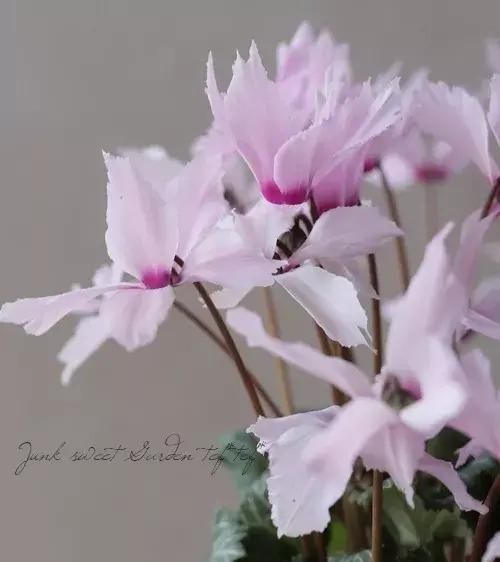  「挤满」花期超长的小兔子花，皮实好养，花朵挤满盆，开花一茬接一茬。