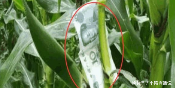  [玉米]农村大爷清晨到玉米地，发现玉米上长百元大钞，走近看却