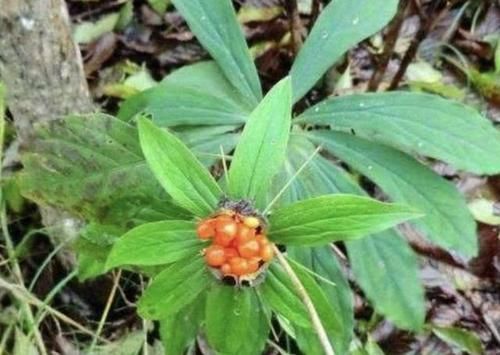 七叶：阴凉的竹林里，有1种“七叶莲”珍贵，植株值钱，堪比“金线莲”