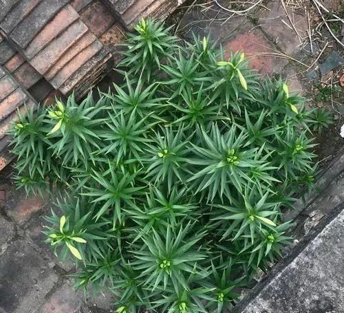 #花盆#开败的百合这样一处理,能长一缸的小球,花盆都不够用!
