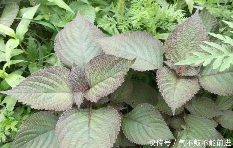 实用价值■这种植物种在阳台上,不仅好看,而且还有很大的实用价值