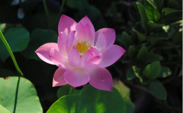  『耐热』夏天必养的3种花，耐热耐旱更耐晒，一年四季开花不断，韵味十足