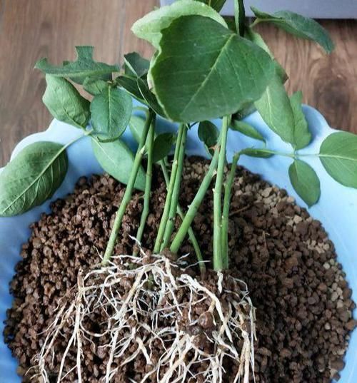  『来扦插』扦插小苗“2个芽点”最好，前赴后继“预防”，活了就爆大笋芽