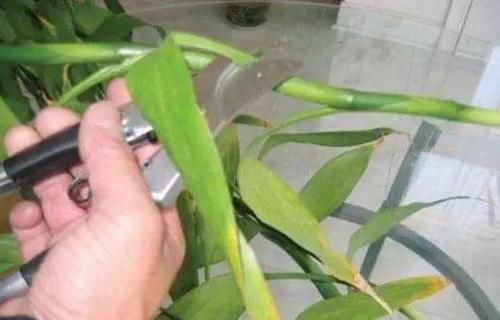  『寓意』6种寓意好的花，剪根枝就能活，年年爆盆不操心！