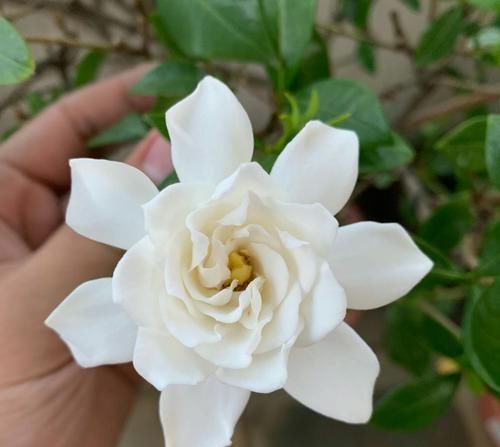  技巧@盆栽栀子花枝繁叶茂花多又浓香的养护技巧，如何避免栀子花黄叶