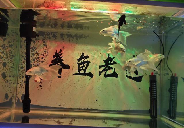  饲养观赏鱼@为什么养鱼经常因某些理论而争执？因为不明白所有偏见都是共识