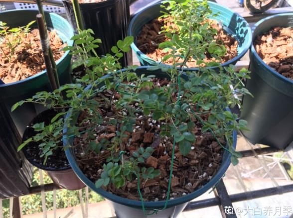  把枝条■一脚踢倒花盆，新枝蹭蹭往外冒，开花量翻倍！