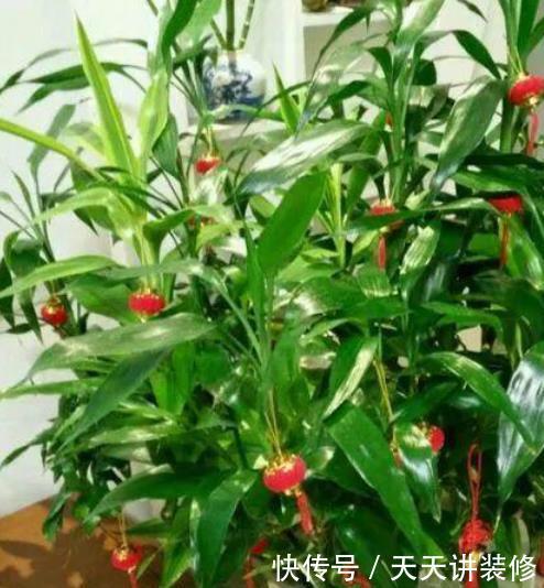  [甲醛]家养4种植物，有着很好的净化空气效果，带走甲醛和二手烟！
