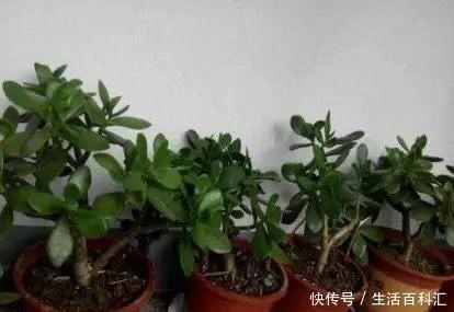 重点|养玉树有3个“重点”,叶厚实油亮,枝干茁壮,小苗变老桩