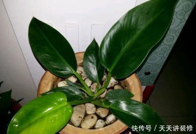  「枝条」金钻怎么扦插
