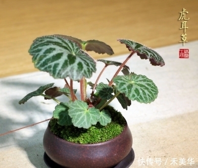 铜钱草■新手必养6种植物,怎么浇水都不会死,好养的很。