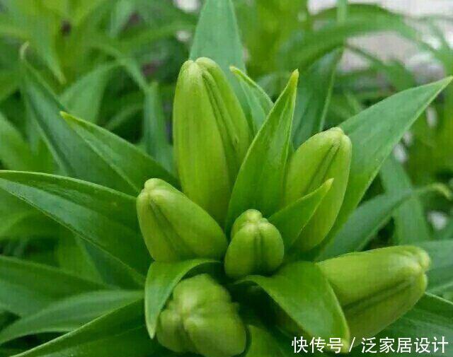 剪枝@盆栽百合开完要剪枝吗?只要做到“1点”,年年开花,芳香又惊艳