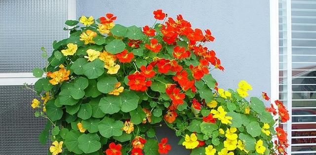  『一大』这几种花占地面积可不小，每次开花满满一大盆，吊着养更合适