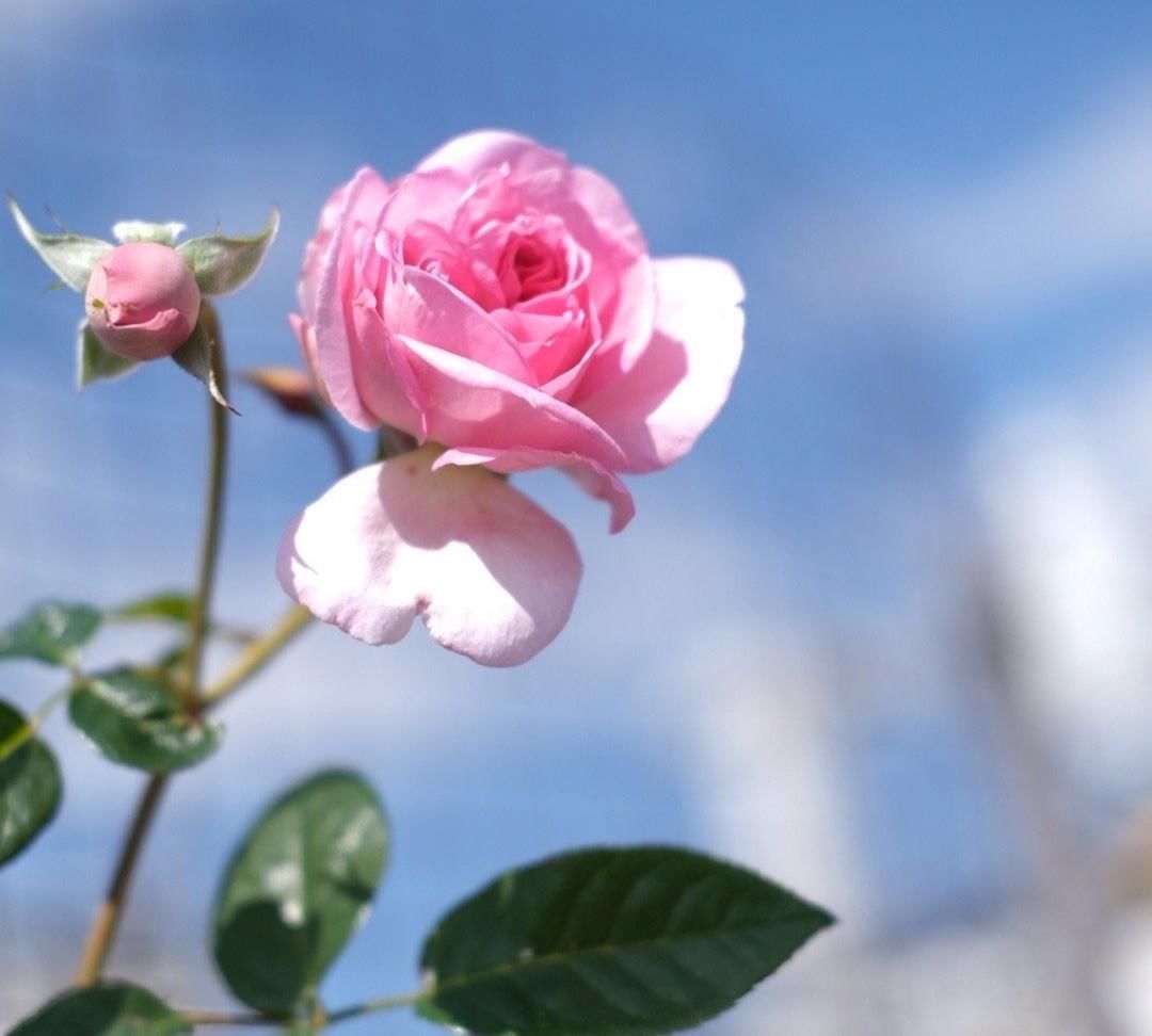  『月季』两种肥水制作方法简单，却是月季生长开花的好帮手