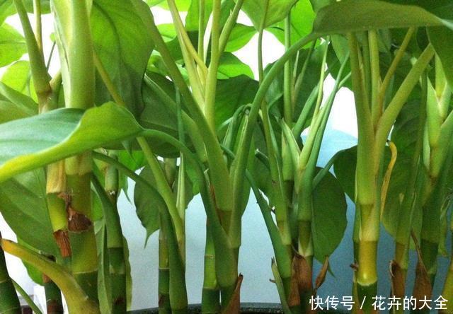  『轻松』客厅养3种“绿植”，四季常绿，吸收灰尘又灭菌，轻松长爆盆