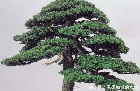 盆景艺术的五大流派，增加了不少知识，学会算是赚到了！