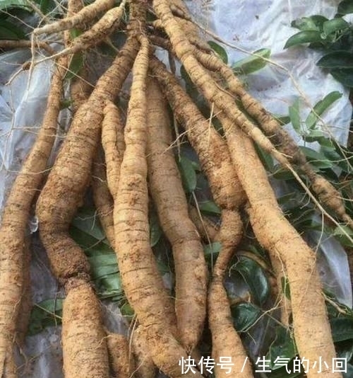 #值钱#在深山,有1种“牛大力”,根茎有40厘米长,值钱又珍贵,请爱惜