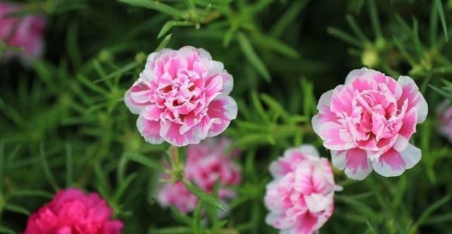  #花苞#这2种花太娇惯反而养不好,少浇水多晒太阳,花苞呼呼往外蹿