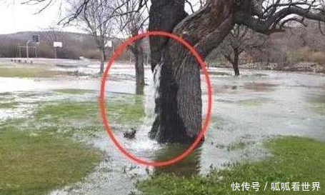 世界唯一会“吐水”的树? 外形像“喷泉”美丽, 几十年间水流不断