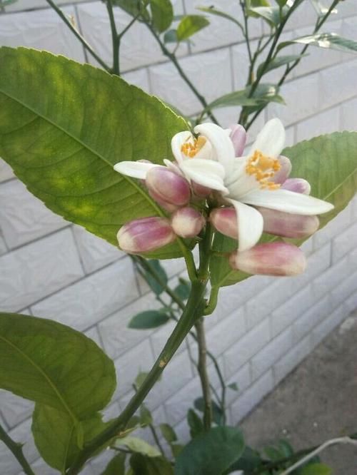  『柠檬盆栽』一个柠檬籽，丢进花盆，结出满盆的柠檬，排毒又减肥