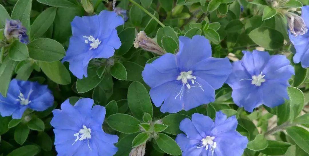  「开新」“花期仅一天，天天开新花”的“蓝星花”可四季常开，永不言败